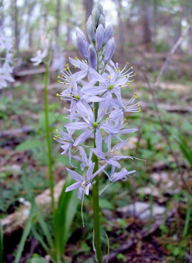 {Camassia scilloides}